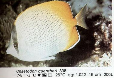 Chaetodon guentheri